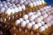 نرخ تخم مرغ به کیلویی ۴ هزار و ۲۰۰ تومان رسید