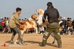 بازداشت عوامل برگزاری جنگ سگ‌ها